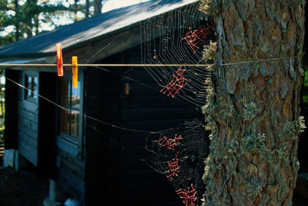 Mended spider web